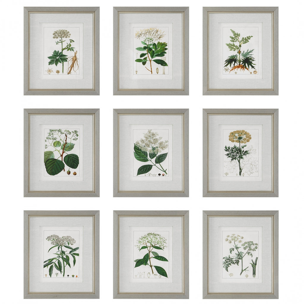 Antique Botanicals Framed Prints Set Of 9