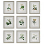 Antique Botanicals Framed Prints Set Of 9