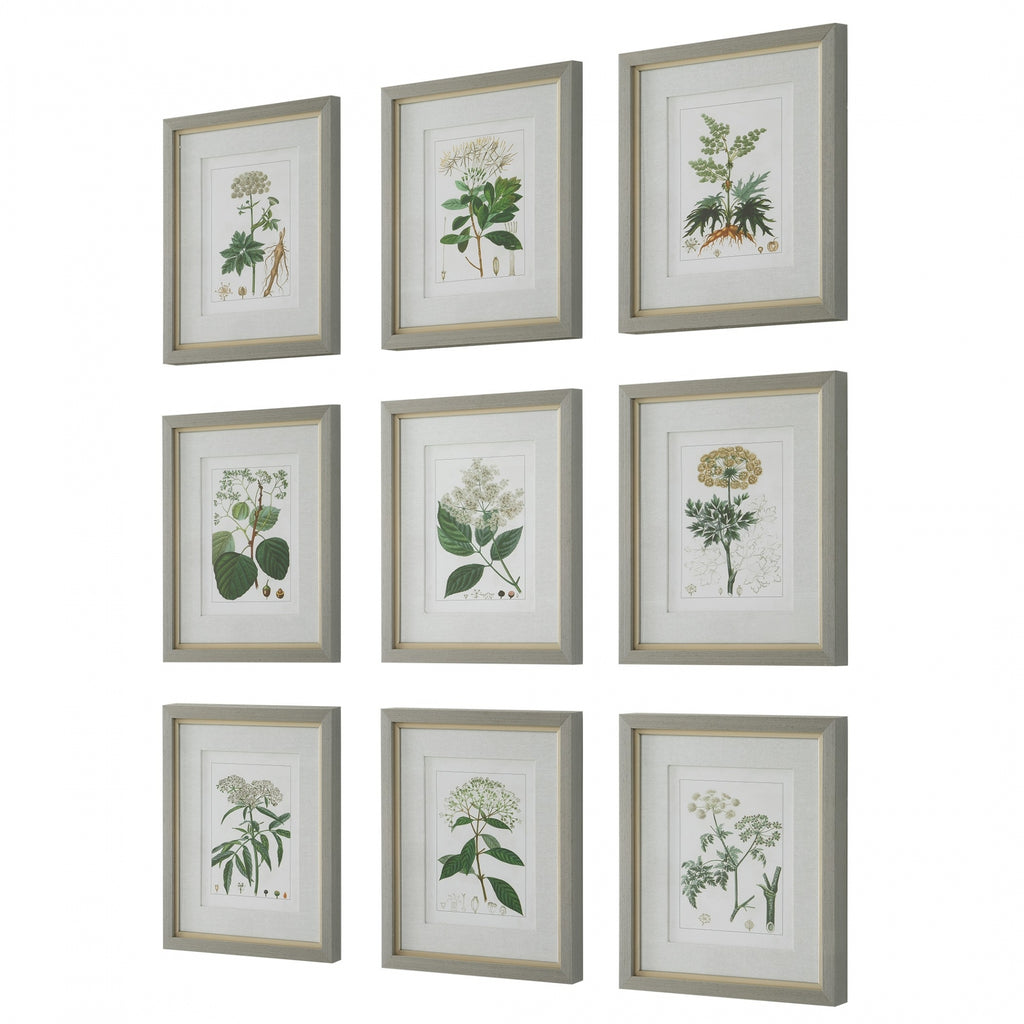 Antique Botanicals Framed Prints Set Of 9