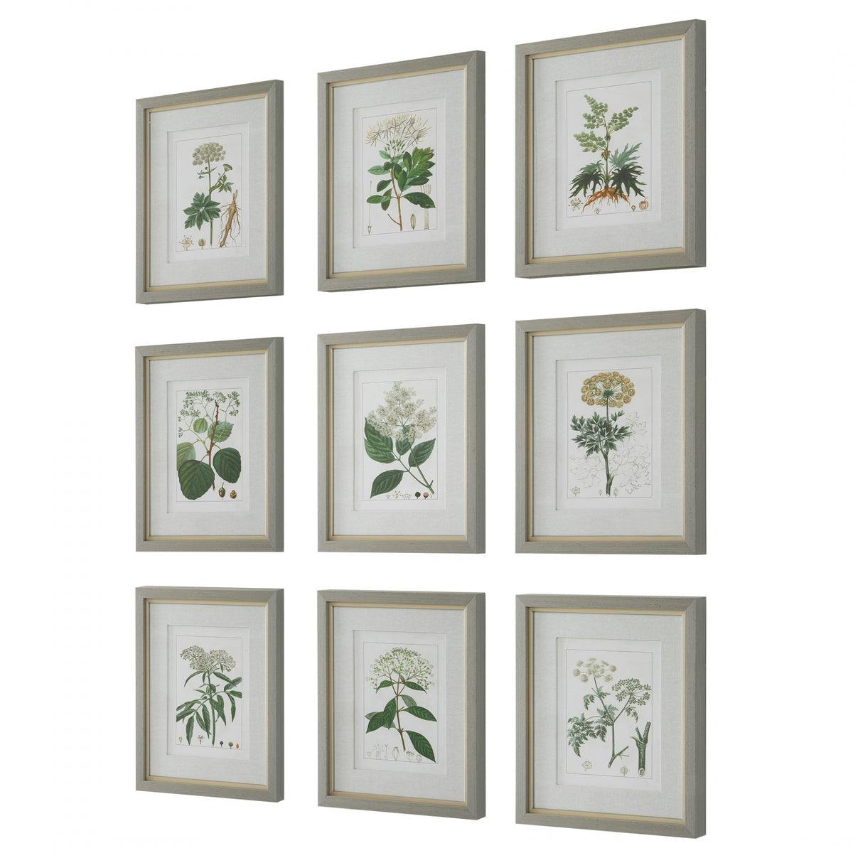 Antique Botanicals Framed Prints Set Of 9