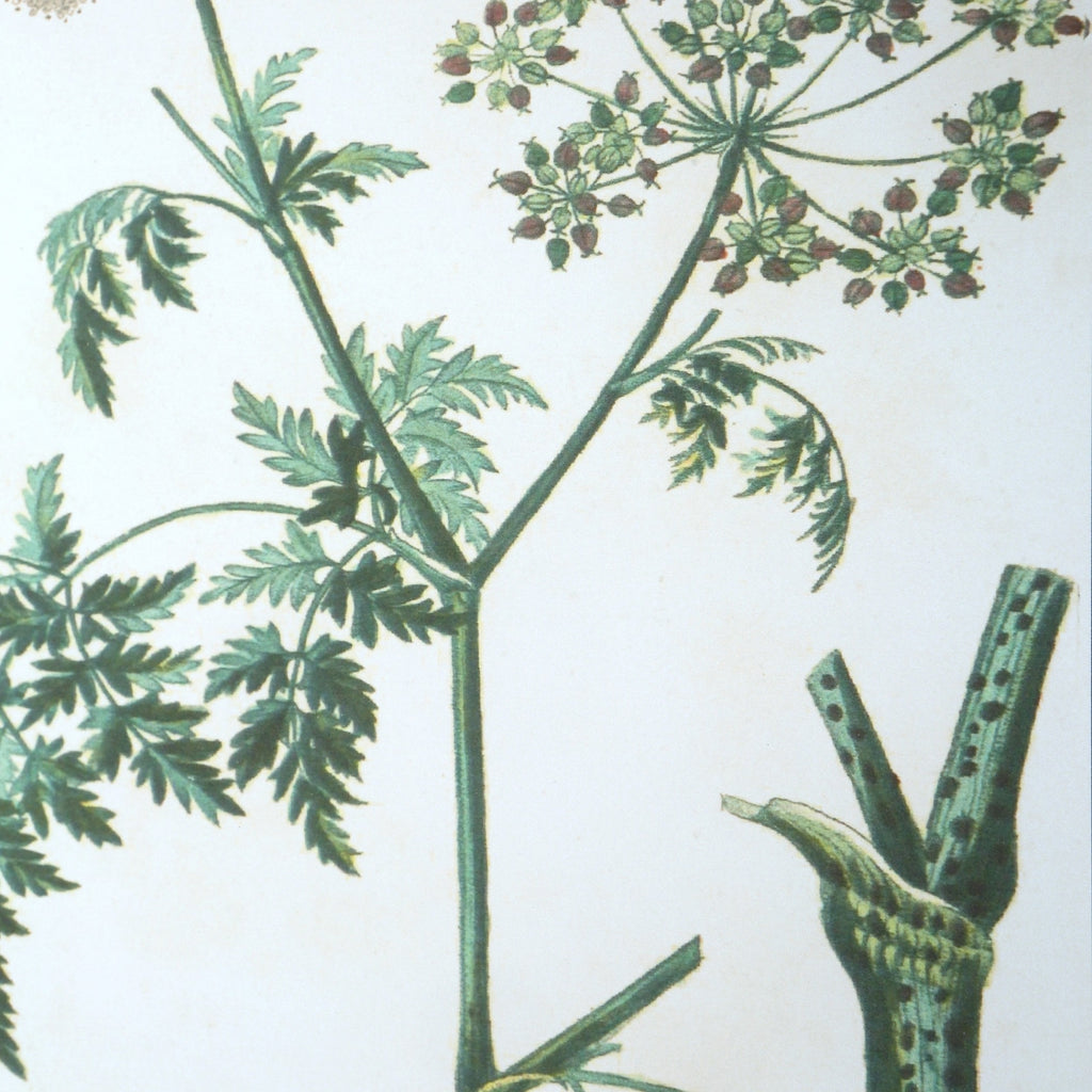 Antique Botanicals Framed Prints Set Of 9